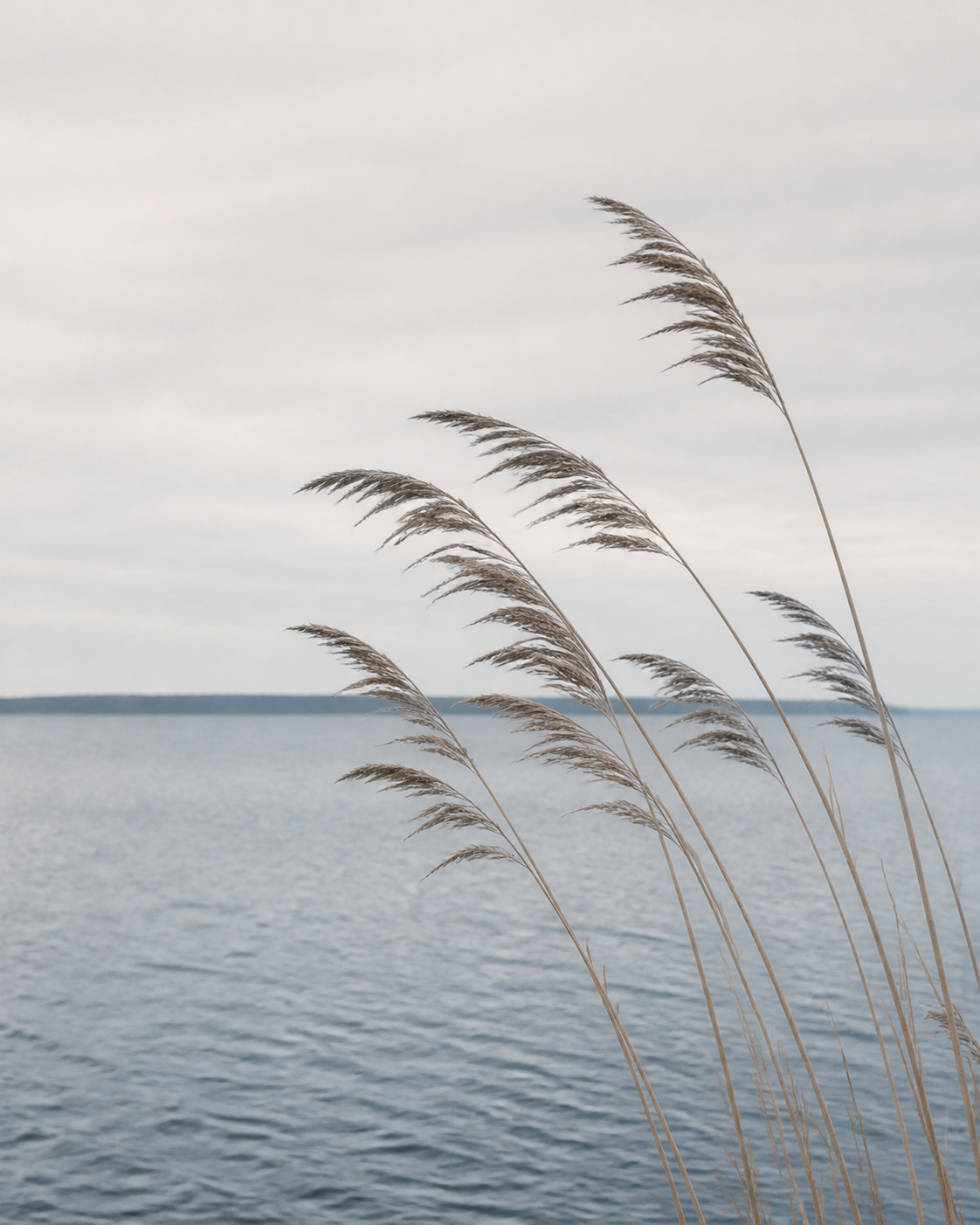 Coastal reeds bending in the northern wind beside the Baltic Sea